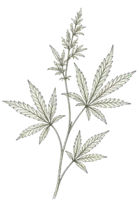Cannabis sativa botanical illustration