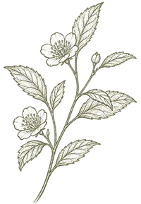 Camellia sinensis botanical illustration