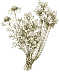 Chrysanthemum morifolium botanical illustration