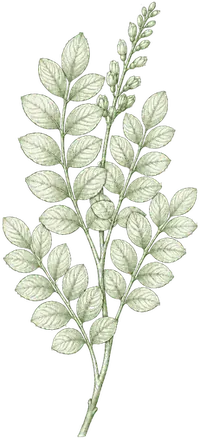Sophora japonica botanical illustration
