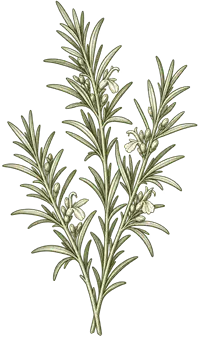 Ursolic acid botanical illustration