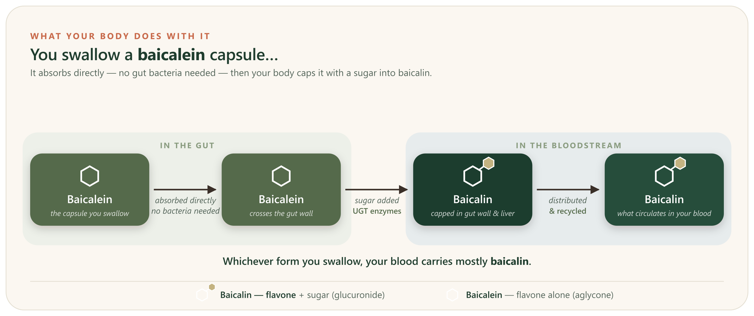 Diagram: a swallowed baicalein capsule is absorbed directly through the gut wall without gut bacteria, then capped with a sugar by UGT enzymes to form baicalin, which circulates in the blood.