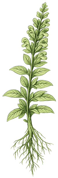 Scutellaria baicalensis (Chinese skullcap) botanical illustration