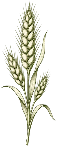 Fermented wheat germ botanical illustration