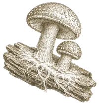 Lentinula edodes (shiitake) mycelium illustration