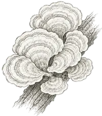 Trametes versicolor (Turkey Tail) botanical illustration